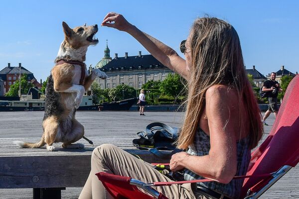 Cô gái cho chó ăn trên bờ kè ở Copenhagen, Đan Mạch - Sputnik Việt Nam