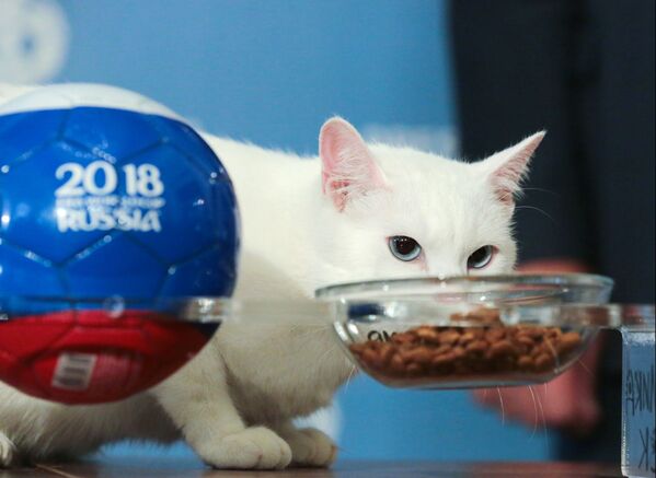 Mèo tiên tri Achilles -  dự đoán cho World Cup 2018 - Sputnik Việt Nam