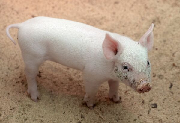 Một trong sáu lợn con được sinh ra từ lợn Rosa, lợn mẹ đã mang thai sau ca phẫu thuật vô sinh với sự giúp đỡ của robot-bác sĩ phẫu thuật độc đáo của Nga - Sputnik Việt Nam