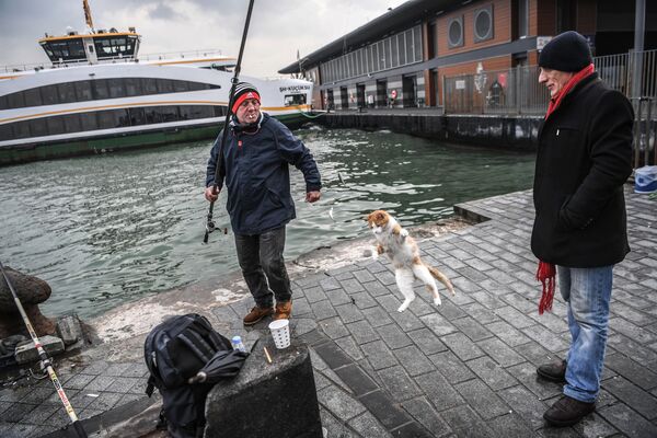 Mèo săn cá đang mắc câu ở Bosphorus, Istanbul - Sputnik Việt Nam