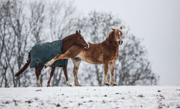 Hai con ngựa trong đồng cỏ phủ đầy tuyết ở làng Langenslingen, tây nam nước Đức - Sputnik Việt Nam