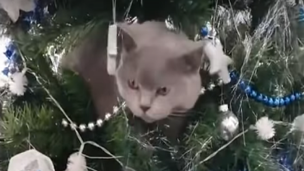 Một chút mèo to ở Úc dạo chơi trên cây thông Noel  (Video) - Sputnik Việt Nam