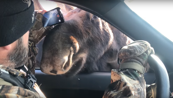 Video quay cảnh hai con nai sừng tấm ở Mỹ “làm quen” các hành khách trên xe ô tô - Sputnik Việt Nam