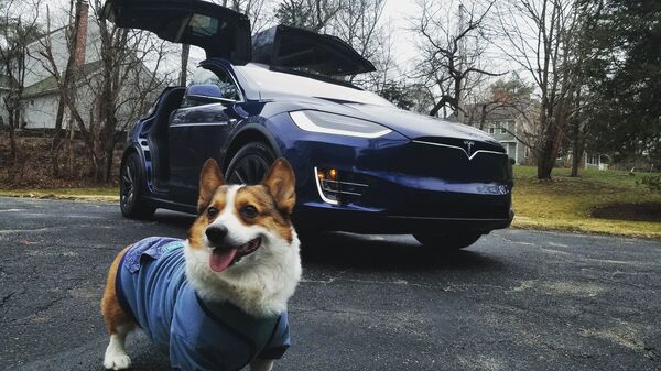 Con chó gần xe Tesla - Sputnik Việt Nam