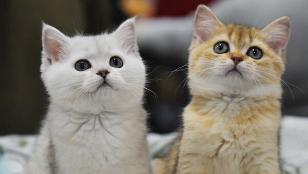 Quần đùi meo meo. Hải quan Singapore phát hiện mèo con còn sống trong quần - Sputnik Việt Nam