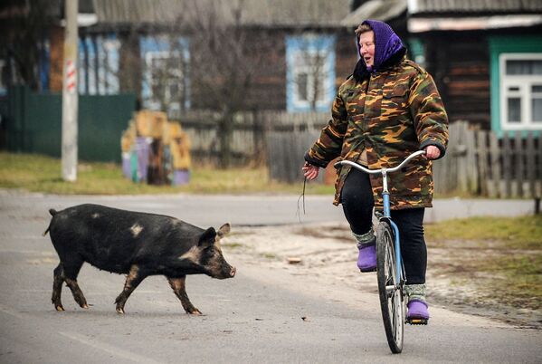 Người phụ nữ cưỡi xe đạp ngang qua con heo ở làng Tonezh, Belarus - Sputnik Việt Nam