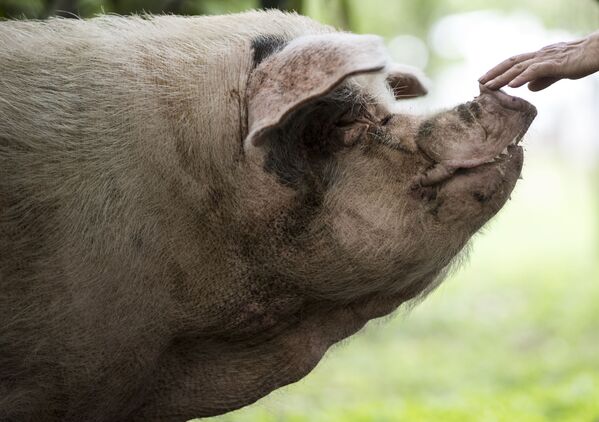 Con heo Zhu Jianqiang, có nghĩa là Lợn mạnh, trở nên nổi tiếng sau khi được tìm thấy dưới đống đổ nát, 36 ngày sau trận động đất ở Tứ Xuyên năm 2008 - Sputnik Việt Nam