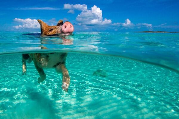 Lợn hoang bơi trong đại dương ở Bahamas - Sputnik Việt Nam