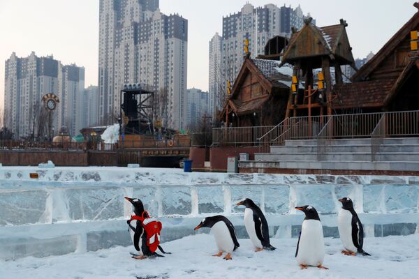 Chim cánh cụt Gent tại Lễ hội băng tuyết quốc tế ở Cáp Nhĩ Tân - Sputnik Việt Nam