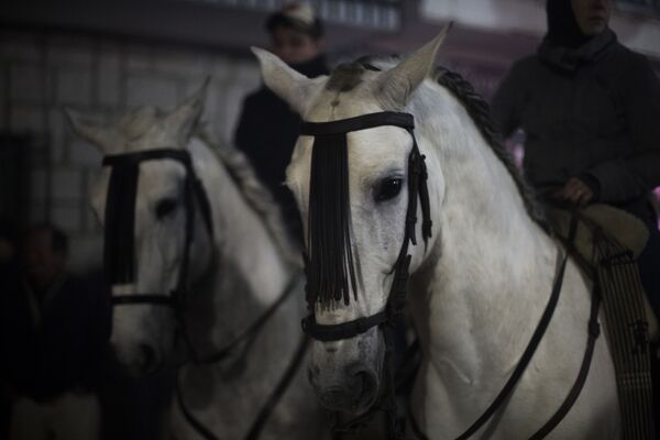 Ngựa trước khi bắt đầu lễ hội Las Luminarias hàng năm tại làng San Bartolome de Pinares, Tây Ban Nha - Sputnik Việt Nam