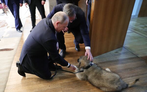 Tổng thống Serbia Alexander Vucic tặng người đồng cấp Nga Vladimir Putin con chó - Sputnik Việt Nam
