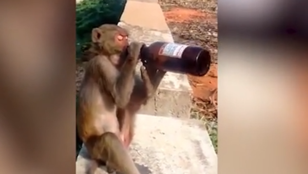khỉ lấy trộm một chai bia - Sputnik Việt Nam