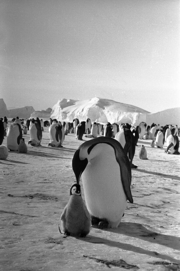 Cảnh trong phim tài liệu Câu chuyện về chim cánh cụt (bộ phim về cuộc sống của chim cánh cụt ở Nam Cực) - Sputnik Việt Nam