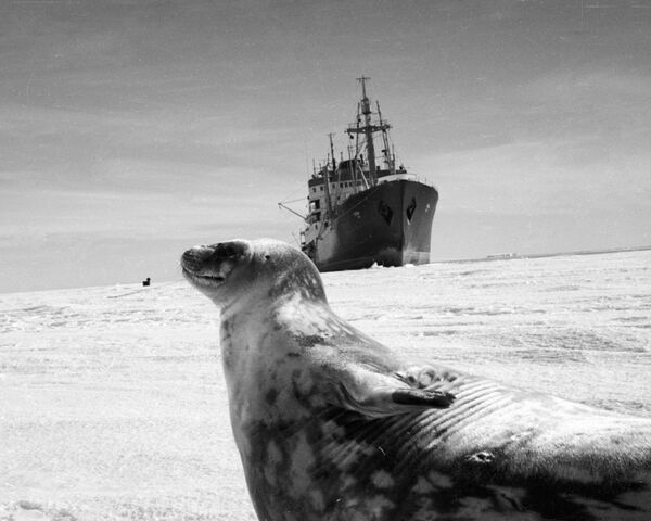 Hải cẩu trên cảnh nền tàu nghiên cứu ở Nam Cực - Sputnik Việt Nam