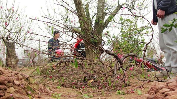 11 vườn đào của người dân khu phố Tỉnh Cầu (phường Đình Bảng, thị xã Từ Sơn, Bắc Ninh) bị kẻ gian phá hoại, thiệt hại cả tỉ đồng 11 vườn đào của người dân khu phố Tỉnh Cầu (phường Đình Bảng, thị xã Từ Sơn, Bắc Ninh) bị kẻ gian phá hoại, thiệt hại cả tỉ đồng - Sputnik Việt Nam
