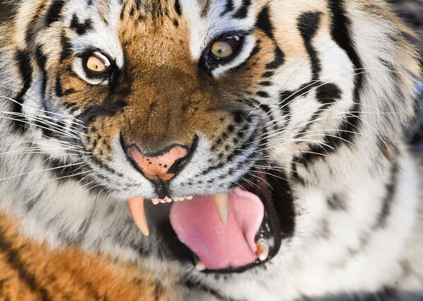 Con hổ Amur trong chuồng ở Công viên Safari Primorski - Sputnik Việt Nam