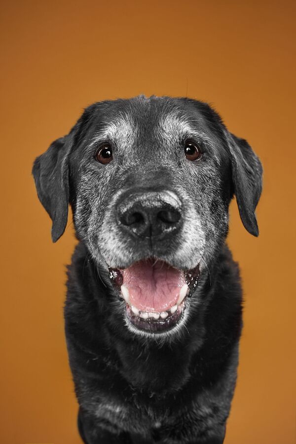 Alex, chó Labrador - Sputnik Việt Nam
