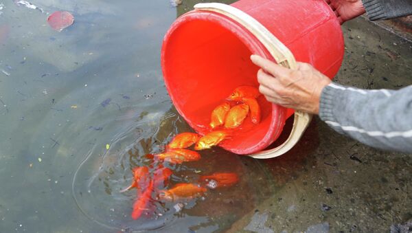 Người dân thủ đô thủ đô thả cá chép tại khu vực hồ Thủ Lệ. - Sputnik Việt Nam