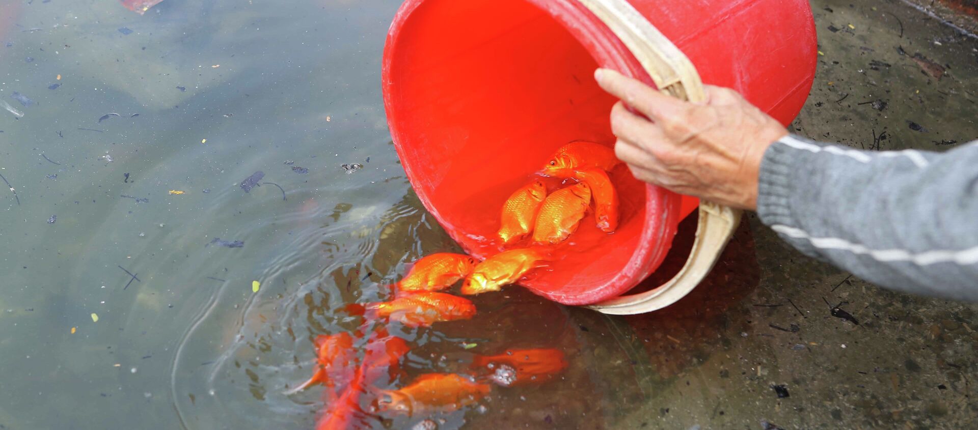 Người dân thủ đô thủ đô thả cá chép tại khu vực hồ Thủ Lệ. - Sputnik Việt Nam, 1920, 28.01.2019