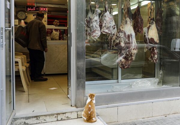 Con mèo trước quầy bán thịt ở Beirut, Lebanon - Sputnik Việt Nam