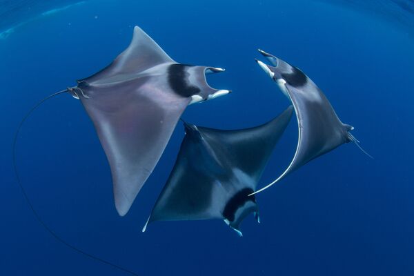 Cá ó dơi Nhật Bản trong bức ảnh Điệu vũ ba lê của những con quỷ biển, giải nhất cuộc thi ảnh Ocean Art lần thứ 7 - Sputnik Việt Nam