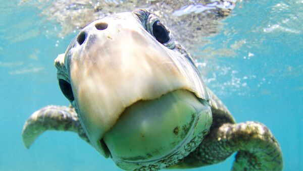 Зеленая черепаха на снимке Curiosity, получившем почетную награду в категории Portrait фотоконкурса 7th Annual Ocean Art Underwater Photo Contest - Sputnik Việt Nam