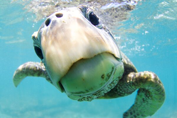 Con rùa xanh trong bức ảnh Tò mò, giải danh dự trong hạng mục Chân dung của cuộc thi ảnh Ocean Art lần thứ 7 - Sputnik Việt Nam