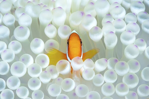 Cá chú hề giữa những con hải quỳ trong bức ảnh Nemo, giải danh dự trong hạng mục Chân dung của cuộc thi ảnh Ocean Art lần thứ 7 - Sputnik Việt Nam