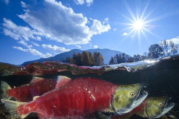 Bức ảnh Cá hồi đỏ Thái Bình Dương, giải danh dự trong hạng mục Góc rộng của cuộc thi ảnh Ocean Art lần thứ 7 - Sputnik Việt Nam