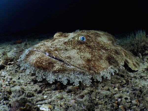 Cá Lophius budegassa châu Âu trong bức ảnh Budego, giải 3 trong hạng mục “Góc rộng nhỏ gọn” của cuộc thi ảnh Ocean Art lần thứ 7 - Sputnik Việt Nam