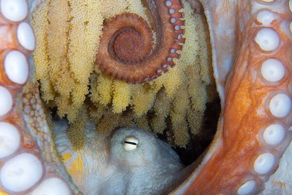 Con bạch tuộc trong bức tranh “Cuộc sống mới” – giải 5 trong hạng mục “Sinh vật biển” của cuộc thi ảnh Ocean Art lần thứ 7 - Sputnik Việt Nam