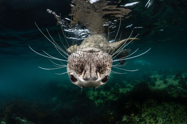 Con hải cẩu màu xám trong bức ảnh “Grey Seal Face”, giải 1 trong hạng mục Nước lạnh của cuộc thi ảnh Ocean Art lần thứ 7 - Sputnik Việt Nam