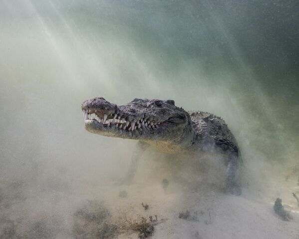 Cá sấu Trung Mỹ trong bức ảnh “Croc in the Mist” - giải nhất hạng mục “Chân dung xuất sắc” của cuộc thi ảnh Ocean Art lần thứ 7 - Sputnik Việt Nam