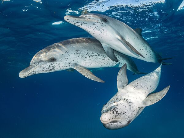 Cá heo đốm Đại Tây Dương ở Bimini trong bức ảnh “Atlantic Spotted Dolphins” – giải nhất trong hạng mục “Máy ảnh không gương. Màn ảnh rộng” của cuộc thi ảnh Ocean Art lần thứ 7 - Sputnik Việt Nam