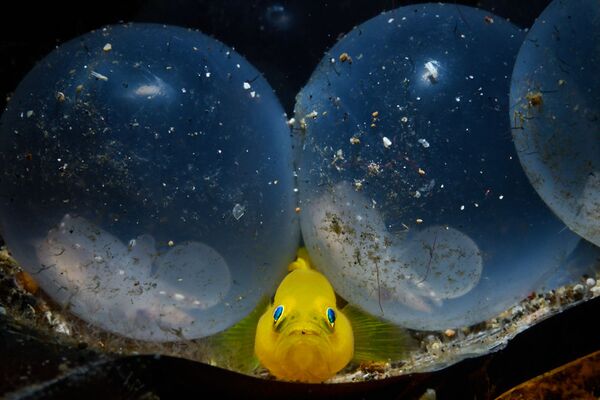 Cá bống vàng và trứng mực trong bức ảnh “Little Birth” – giải nhất hạng mục Máy ảnh không gương lật. Macro” cuộc thi ảnh Ocean Art lần thứ 7 - Sputnik Việt Nam