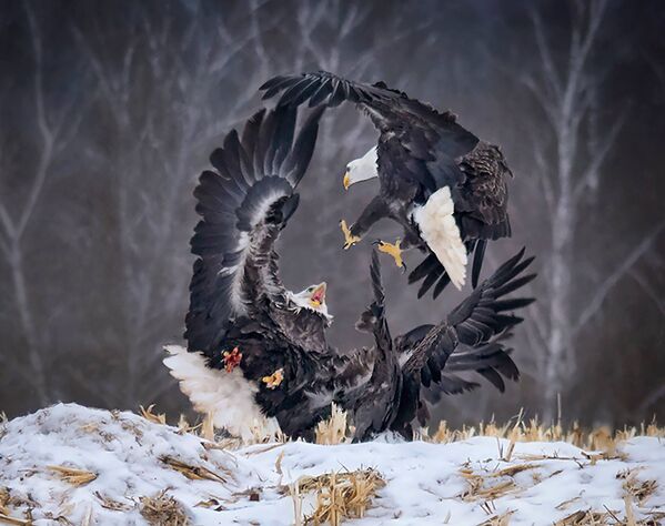 Circle of Power của nhà nhiếp ảnh Canada Sandi Little từ hạng mục Thế giới tự nhiên và Động vật hoang dã (cuộc thi mở), lọt vào shortlist của cuộc thi Sony World Photography Awards 2019 - Sputnik Việt Nam
