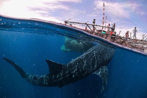 Ảnh Whale Shark Encounter, Papua West, 2018 của nhiếp ảnh gia người Ý Marco Zaffignani từ hạng mục Travels (cuộc thi mở), lọt vào danh sách rút gọn Sony World Photography Awards 2019 - Sputnik Việt Nam