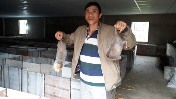 Mỗi năm anh Xuyên xuất bán ra thị trường khoảng 3 tấn dúi thương phẩm, thu lãi 6 tỷ đồng - Sputnik Việt Nam