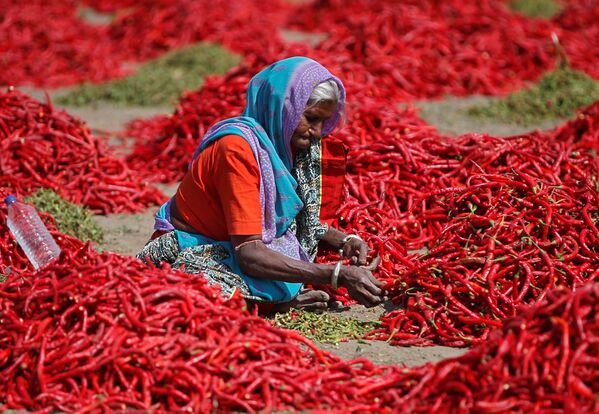 Nữ nông dân Ấn Độ chế biến ớt đỏ ở ngoại ô thành phố Ahmedabad - Sputnik Việt Nam