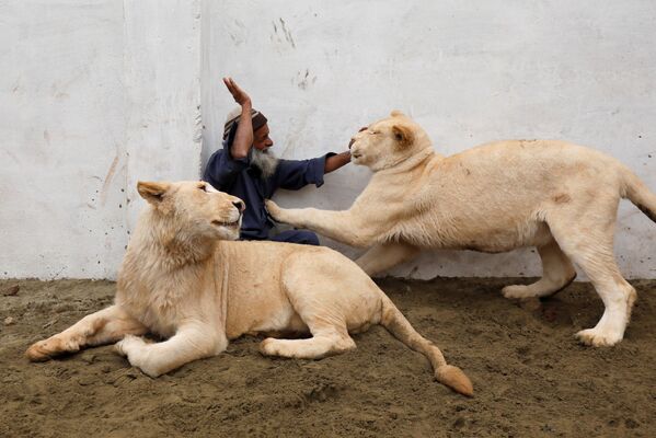 Người bảo vệ chơi đùa với cặp sư tử nuôi trong chuồng, Pakistan - Sputnik Việt Nam