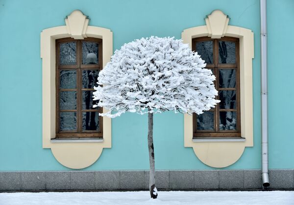 Một cái cây phủ đầy tuyết sau trận tuyết rơi dày ở Kiev, Ukraina - Sputnik Việt Nam