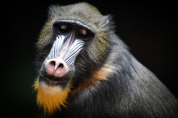 Khỉ mặt chó trong Vườn thú Moskva - Sputnik Việt Nam