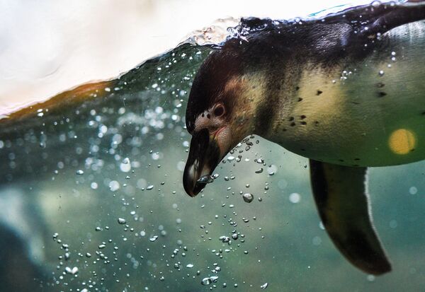 Chim cánh cụt Humboldt trong Vườn thú Moskva - Sputnik Việt Nam