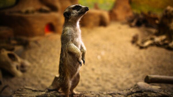 Cầy meerkat trong Vườn thú Moskva - Sputnik Việt Nam