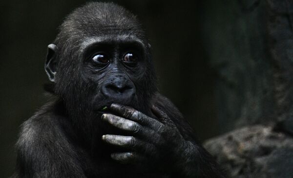 Khỉ đột vùng thấp phía tây trong Vườn thú Moskva - Sputnik Việt Nam