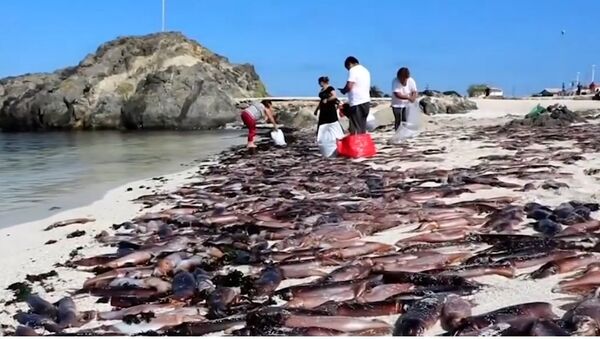Xác của hàng ngàn con mực bị chết dạt vào bãi biển nổi tiếng - Sputnik Việt Nam