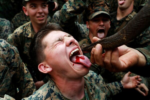 Các binh sĩ uống máu rắn trong buổi huấn luyện sinh tồn rừng rậm - một phần cuộc tập trận Cobra Gold ở Thái Lan - Sputnik Việt Nam