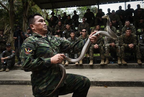 Hải quân Thái Lan đang xử lý con rắn hổ mang trong buổi huấn luyện sinh tồn trong rừng rậm - một phần cuộc tập trận Cobra Gold ở Thái Lan - Sputnik Việt Nam