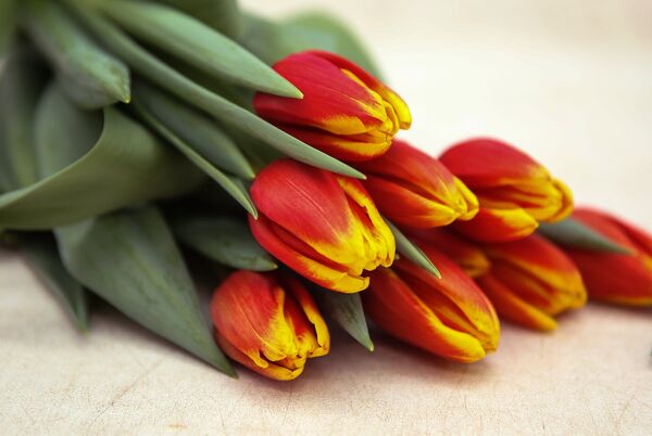 Hoa tulip Hoa tulip - Sputnik Việt Nam