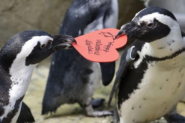 Chim cánh cụt châu Phi chia quà Valentine của nhà sinh vật học Viện hàn lâm Khoa học California ở San Francisco - Sputnik Việt Nam
